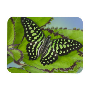 Íman Borboleta no Verde