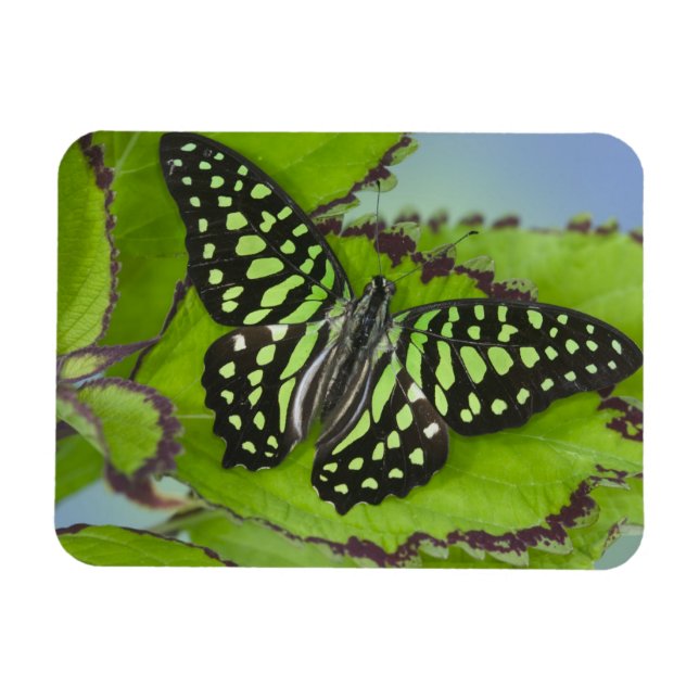 Íman Borboleta no Verde (Horizontal)
