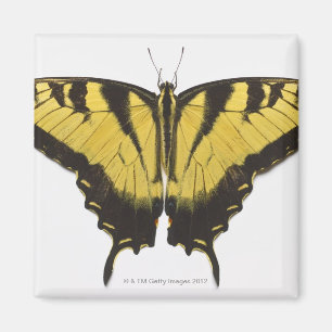 Íman Borboleta ocidental de Swallowtail do tigre