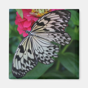 Íman Borboleta Paperkite