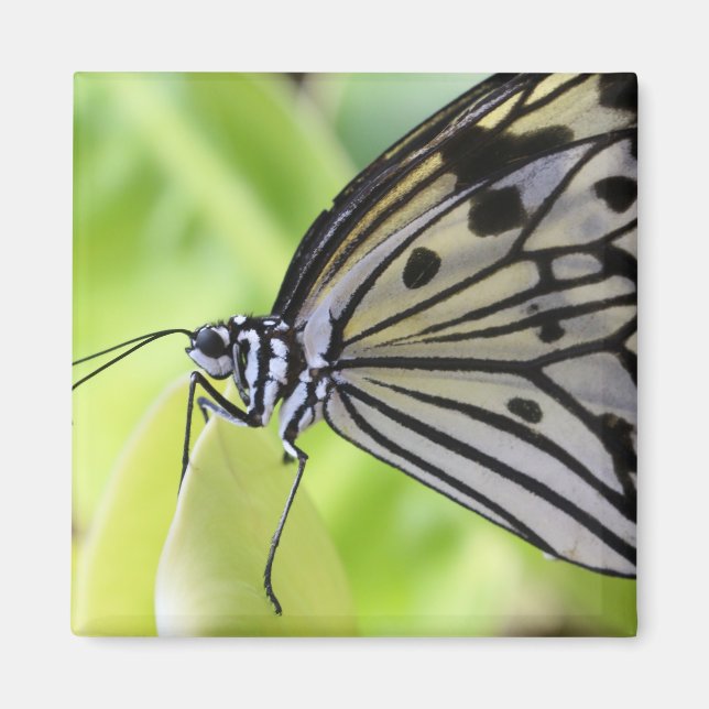 Íman Borboleta Paperkite (Frente)