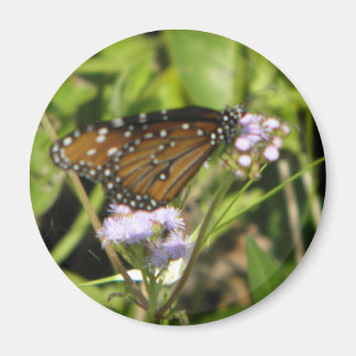 Íman Borboleta pousa na Flor