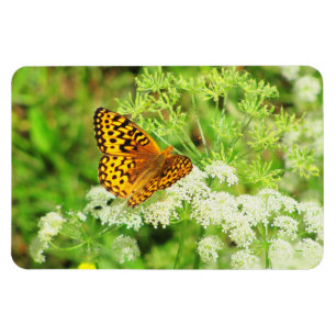 Íman Borboleta preta e alaranjada nas flores brancas
