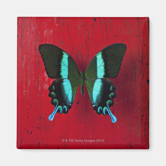 Íman Borboleta Preta e Azul (Frente)