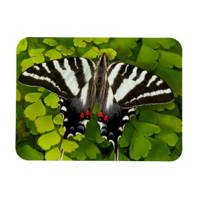 Íman Borboleta Rabo de Andorinha Americana (Horizontal)