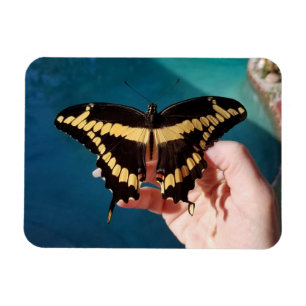 Íman Borboleta Rabo-de-Andorinha-Gigante