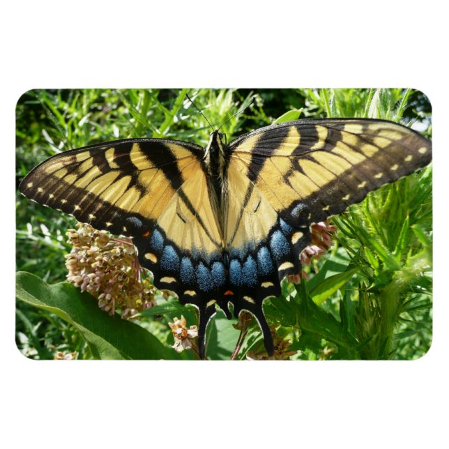 Íman Borboleta Rabo de Andorinha II em Shenandoah (Horizontal)