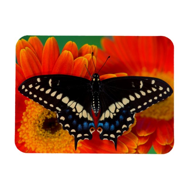 Íman Borboleta Rabo-de-Andorinha-preta em Gerbera (Horizontal)