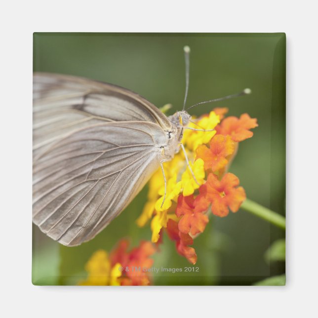 Íman Borboleta simples em flores amarelas e vermelhas (Frente)