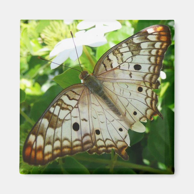 Íman Borboleta sobre Fotografia da Natureza Tropical de (Frente)