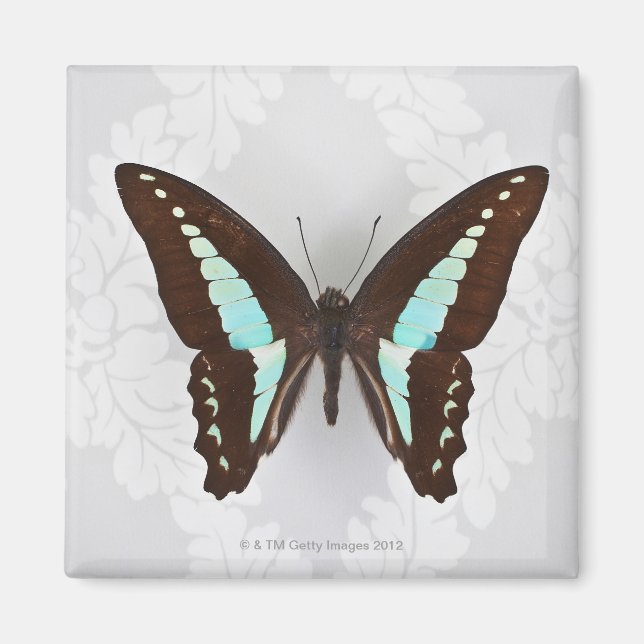 Íman Borboleta sobre fundo de papel de parede (Frente)