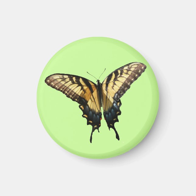 Íman Borboleta Swallowtail III Linda Foto Colorida (Frente)