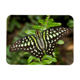 Íman borboleta Tailed Jay