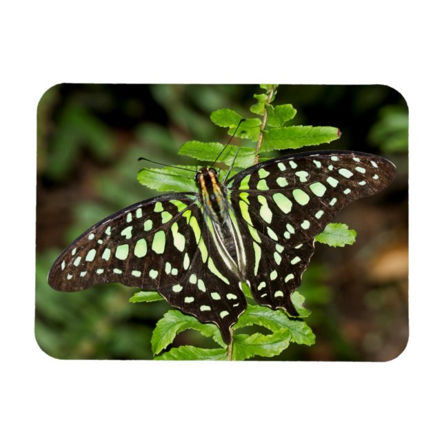 Íman borboleta Tailed Jay (Horizontal)