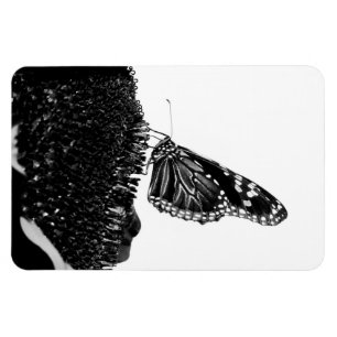 Íman borboleta tímida preta