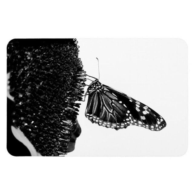 Íman borboleta tímida preta (Horizontal)