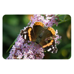 Íman Borboleta Vermelha e ímã Buddleia Flexi