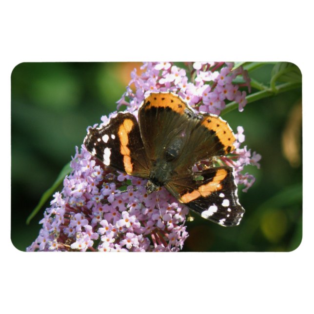 Íman Borboleta Vermelha e ímã Buddleia Flexi (Horizontal)
