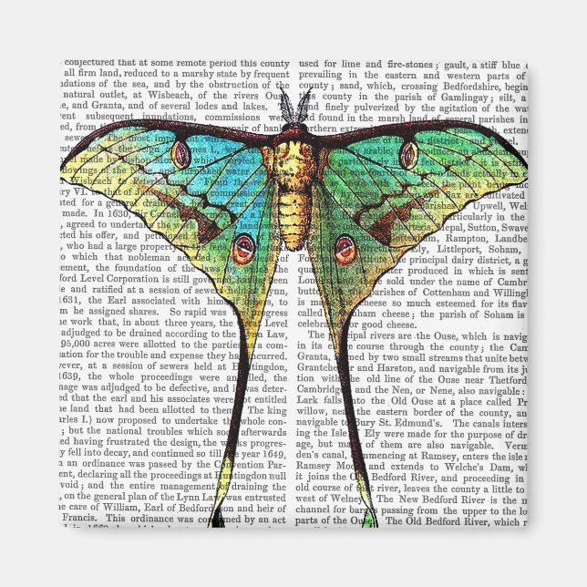 Íman Borboleta vibrante (Frente)