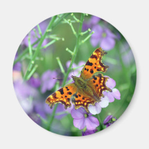 Íman Borboleta vírgula