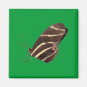 Íman Borboleta Zebra