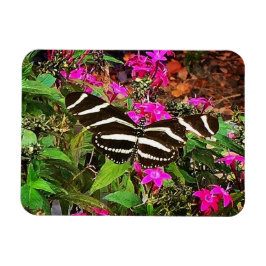 Íman Borboleta Zebra Longwing