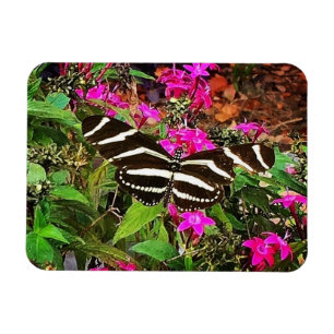 Íman Borboleta Zebra Longwing