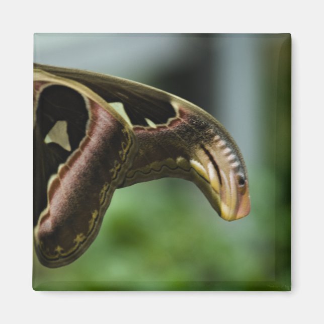 Íman borboletaP6335 (Frente)