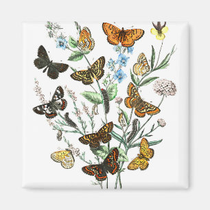 Íman Borboletas na ilustração da colheita das Flores