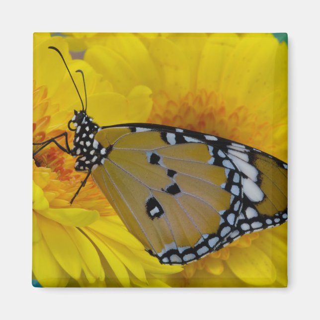 Íman Borboletas tropicais (Frente)