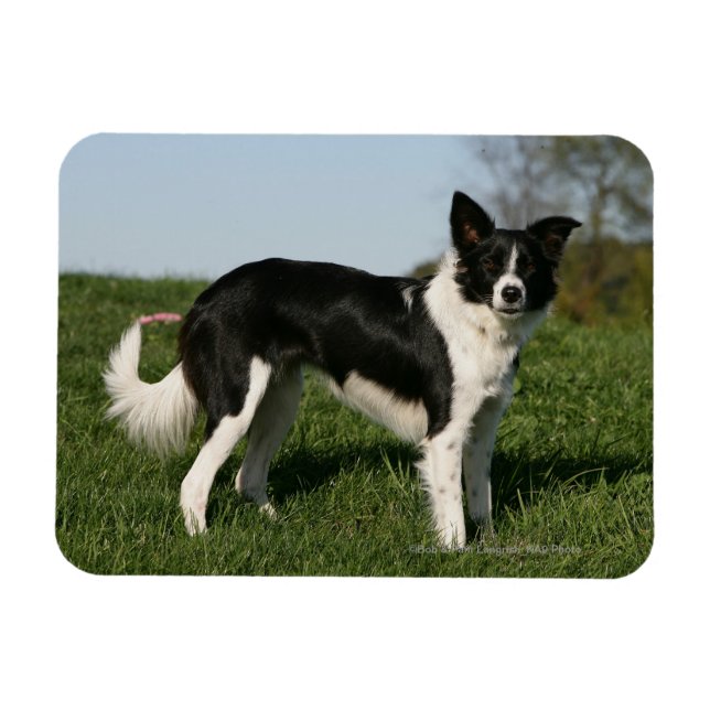 Íman Borda Collie em Pé (Horizontal)
