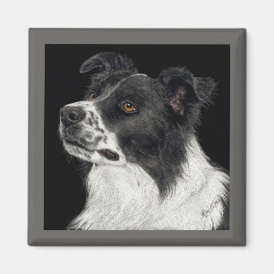 Íman Borda Collie Magnet - "Ben"