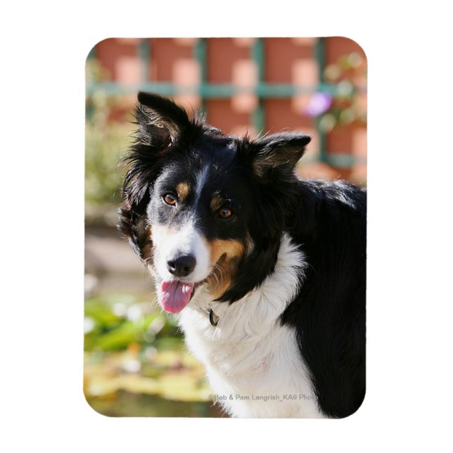 Íman Borda Collie Panting 1 (Vertical)