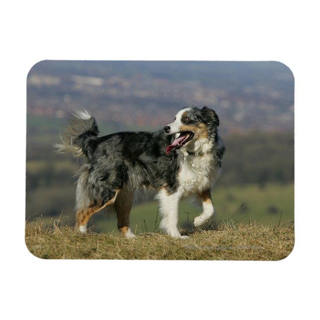 Íman Borda Collie Panting 2 (Horizontal)