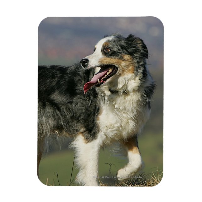 Íman Borda Collie Panting 2 (Vertical)