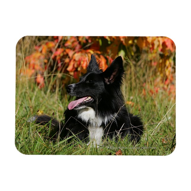 Íman Borda Collie Panting Deitado (Horizontal)