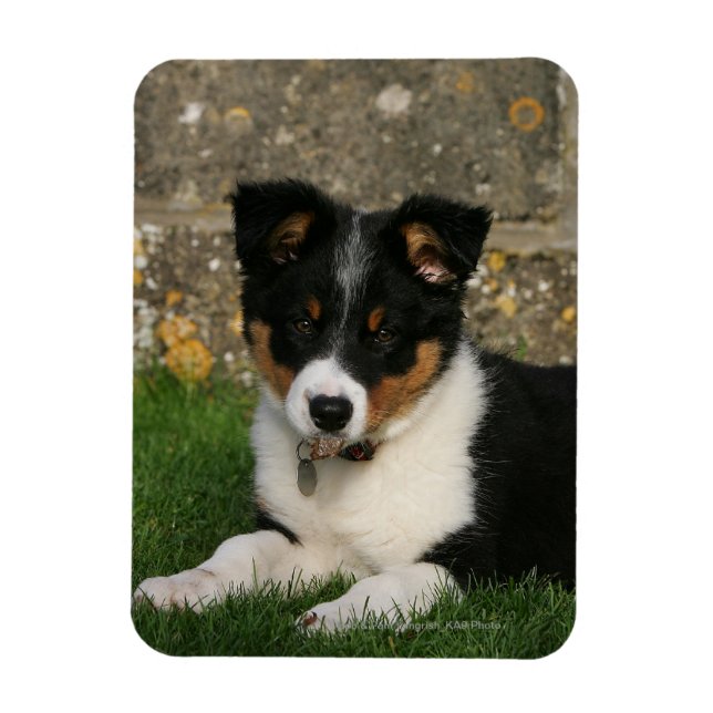 Íman Borda Collie Puppy com Folha na Boca (Vertical)
