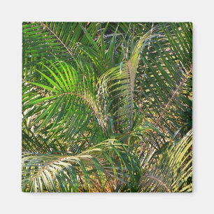 Íman Bordas Tropicais de Palm Lit Sunset