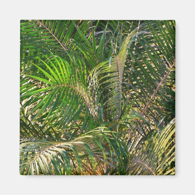 Íman Bordas Tropicais de Palm Lit Sunset (Frente)