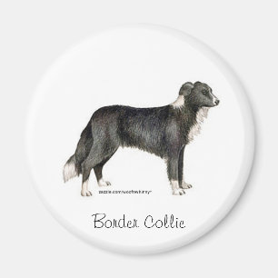 Íman Border Collie