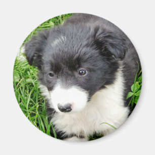 ÍMAN BORDER COLLIE