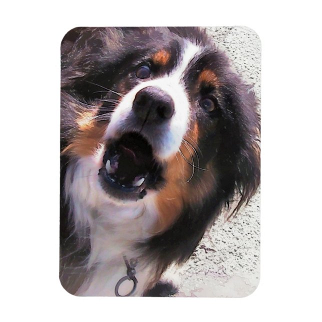 ÍMAN  BORDER COLLIE (Vertical)