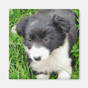 ÍMAN BORDER COLLIE