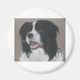 Íman Border collie 3