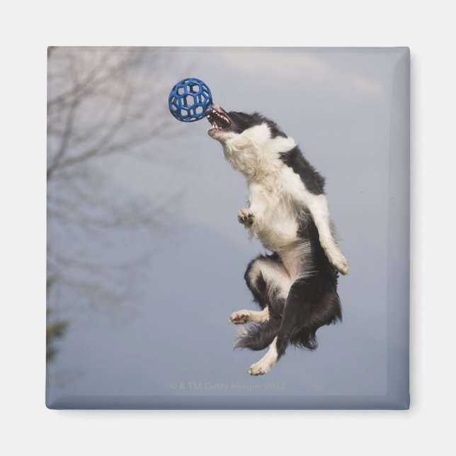 Íman Border Collie antes de pegar a bola no alto (Frente)