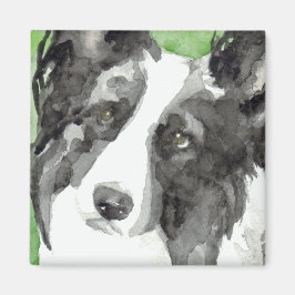 Íman Border Collie Aquarela
