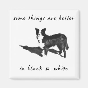Íman Border collie melhor