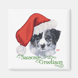 Íman Border Collie Natal