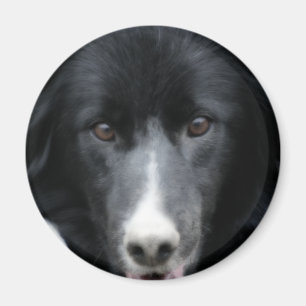 Íman Border collie preto enfrenta o ímã do cão