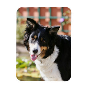Íman Border collie que arfa 1